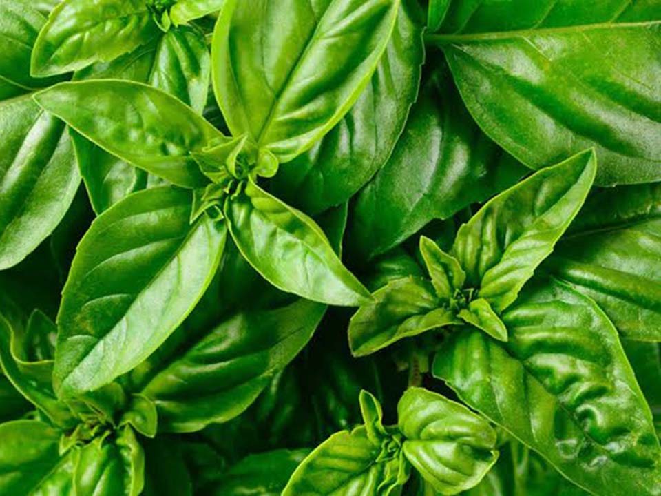 Basil